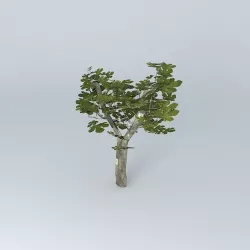 Fig tree 3D model
