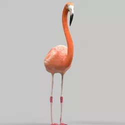 Flamingo Low-poly  3D model