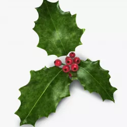 Holly 3D model
