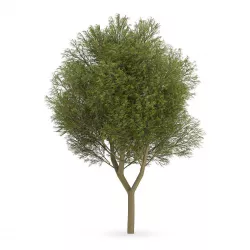 Honey locust 3D model