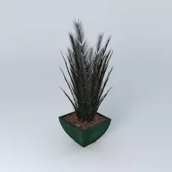 Phoenix Palm  3D model