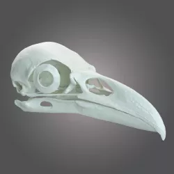 Rawen skull scan 3D model