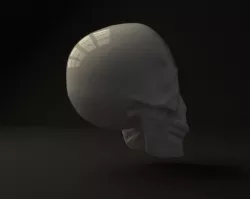 Skull 3D model
