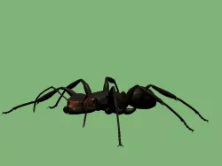 Soldier ant 3D model