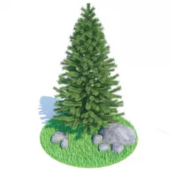 Spruce - fir 3D model