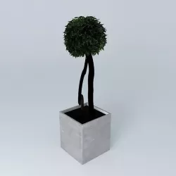 Stabilized plant Pittosporum  3D model