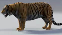 Tiger maya 3D model