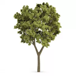 White Ash 1 3D model