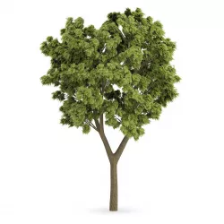 White Ash  3D model