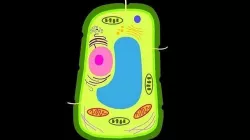 A Plant Cell 3D model