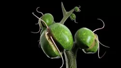 Alien plant Low-poly 3D model