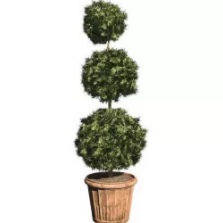 American Boxwood in Pot Low-poly 3D model