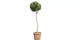 American Boxwood Topiary in Pot Low-poly 3D model