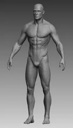 Anatomical body base mesh Low-poly 3D model