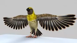 Baya Weaver 3D model