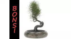 BONSAI 3D model