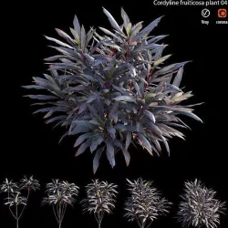 Cordyline fruticosa plant set 04 3D model