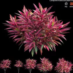 Cordyline fruticosa plant set 05 3D model