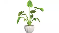 Elephant ear in Pot Plant Low-poly 3D model
