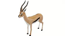 Gazelle  Low-poly 3D model