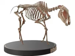 Horse Skeleton Cute Low-poly 3D model