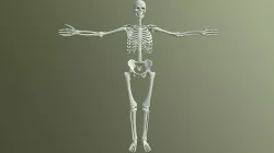 Human Skeleton 3D model