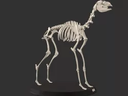 Llama Skeleton 3D model