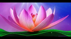 Lotus-Water Lily 3d Animated  3D model