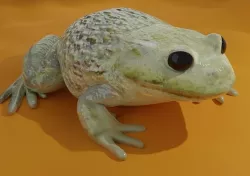 Low-Poly PBR Toad - Crapaud Low-poly 3D model