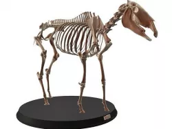 Mule Skeleton Cute Low-poly 3D model