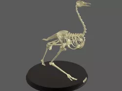 Ostrich Skeleton Low-poly 3D model
