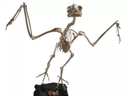 Owl Skeleton Cute Low-poly 3D model