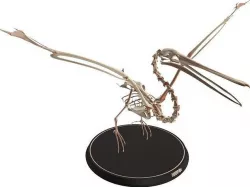 Pelican Skeleton Cute Low-poly 3D model