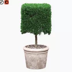 Potted Topiary Buxus 01 3D model