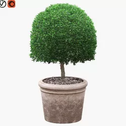 Potted Topiary Buxus 02 3D model