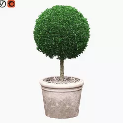 Potted Topiary Buxus 03 3D model