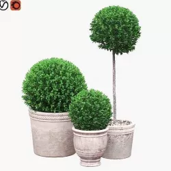 Potted Topiary Buxus 04 3D model