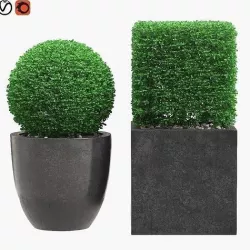 Potted Topiary Buxus 06 3D model