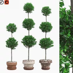 Potted Topiary Buxus 07 3D model