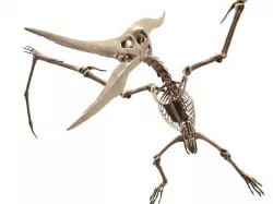 Pteranodon Skeleton Cute Low-poly 3D model