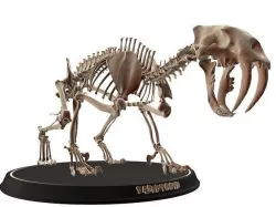 Sabertooth Cat Smilodon Skeleton Low-poly 3D model