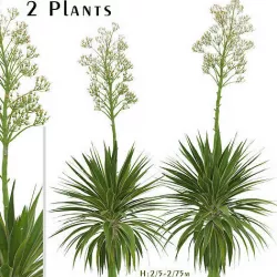 Set of Agave Angustifolia or Caribbean Agave Trees - 2 Trees 3D model