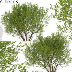 Set of Common Hazel or Corylus avellana Trees  - 2 Trees 3D model