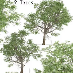 Set of Eucalyptus Radiata or Forth River Peppermint Trees 3D model