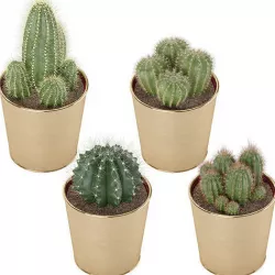 Set of Ikea Cactus 3D model