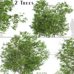 Set of Sambucus nigra or Elder Gewone vlier Trees  - 2 Trees 3D model