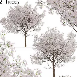 Set of Yoshino Cherry or Prunus yedoensis Trees - 2 Trees 3D model