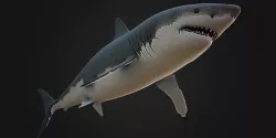 Shark Rigged Low-poly 3D model