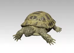 Turtle 3D model