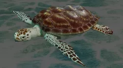 Turtle loggerhead Low-poly 3D model